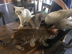 猫咪-吉丁鸟咖·异宠·寄养