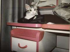-欣宠猫屋·矮脚拿破仑·蓝金金渐层