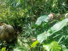 -海南热带野生动植物园