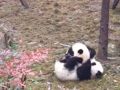 -成都大熊猫繁育研究基地