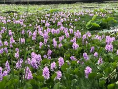 -白鹭湾湿地公园