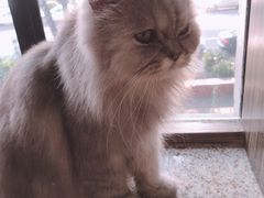 -more than meow吴止猫主题餐厅(承德 中船汇店)