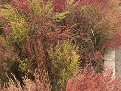 -天津东丽湖风景区