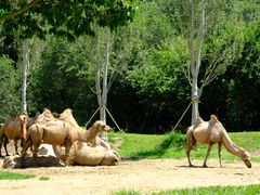 -北京野生动物园