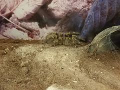 -上海大自然野生昆虫馆(东方明珠·爬宠昆虫探索中心)