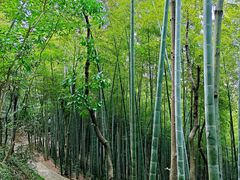 -上海佘山国家森林公园天马山园