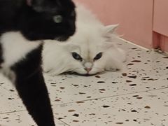 -毛绒耶耶撸宠馆·猫咖·狗咖·荷兰猪咖