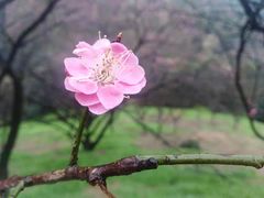 -新建村梅花