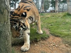 -西霞口神雕山野生动物世界