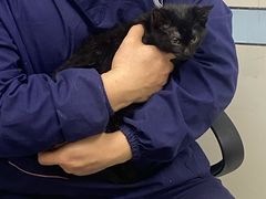 -中农国际动物医院24小时·猫科·骨科·急重症中心