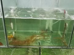 -蚝乡农庄(铁涌赤岸店)