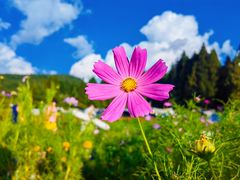 -武陵山森林公园