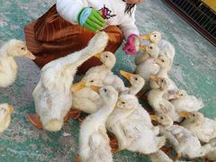 -前小桔亲子创意农场·草莓采摘·露营烧烤