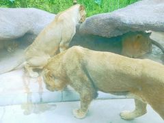 -北京野生动物园