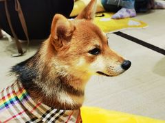-逗柴咖啡屋·狗咖猫咖宠物桌游