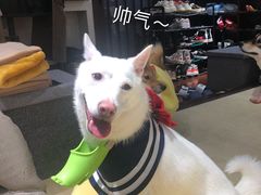 -逗柴咖啡屋·狗咖猫咖宠物桌游