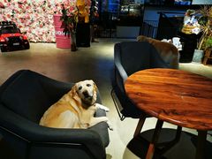 -百好乐宠物友好餐厅(朝外大街店)