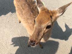 -鹿境梅花鹿生态园区