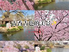-武汉大学-樱园