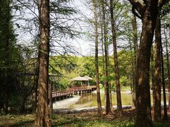 -上海滨江森林公园