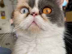 -平行世界·猫咖(首经贸店)