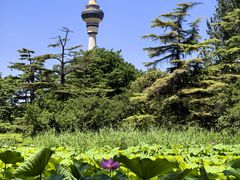 -中央广播电视塔