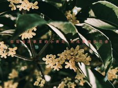 -合肥滨湖国家森林公园