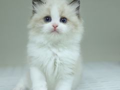 -lincat·猫舍(广州店)