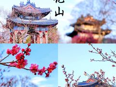 -梅花山(明孝陵内)