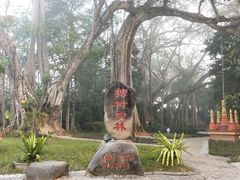 -瑞丽独树成林风景区