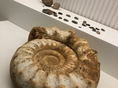 -青岛贝壳博物馆