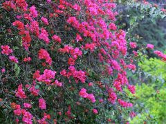 -南宁良凤江国家森林公园