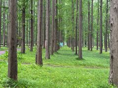 -黄海国家森林公园