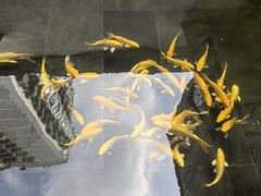 -觀芷隐轩