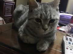 -芭比堂动物医院·犬猫全科·异宠专科(雁塔分院)