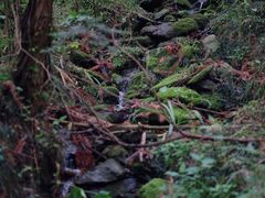 -素山寺森林公园