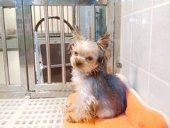 -1013 PET SHOP 宠物商店(近铁城市广场店)