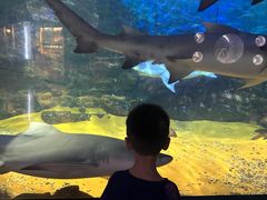 -烟台海昌鲸鲨海洋公园