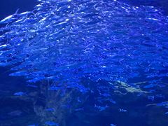-海合安武汉极地海洋公园