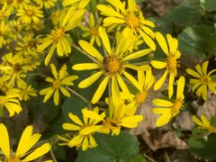 -合肥滨湖国家森林公园