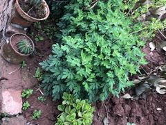 -谭记石锅鱼府(三道堰店)