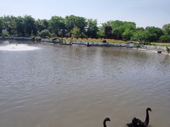-鹅湖玫瑰文化园