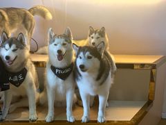 -Husky Go! 哈士奇体验馆·宠物咖啡厅狗咖