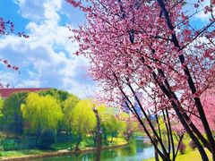 -新江湾城公园