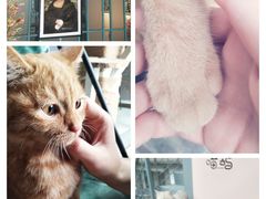 -喵屿·大理花园猫咖