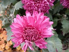 -螃蟹岬(地铁站)