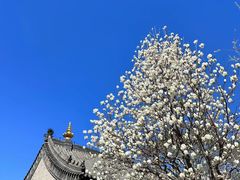 -护国法轮寺