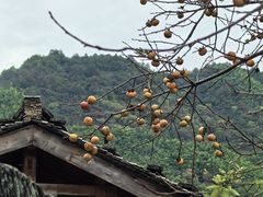 -塔川景区