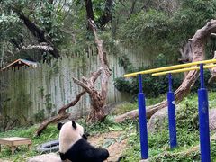 -广州长隆野生动物世界