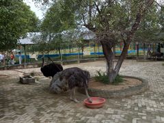 小动物园&nbsp;&nbsp;鸵鸟-武汉紫薇都市田园